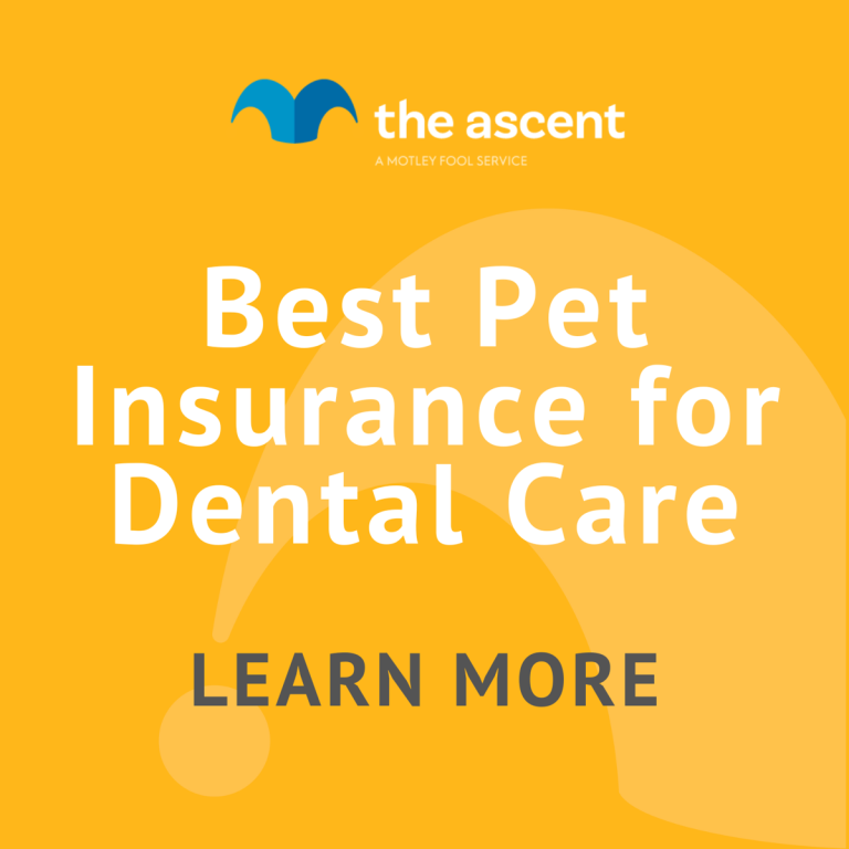 Best Pet Insurance For Dental Care