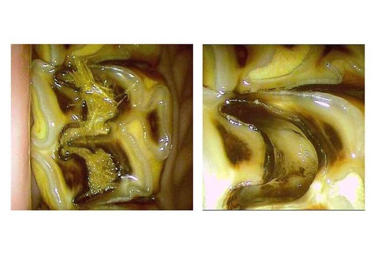 Composite Dental Fillings Can Correct Horse Cavities The Horse