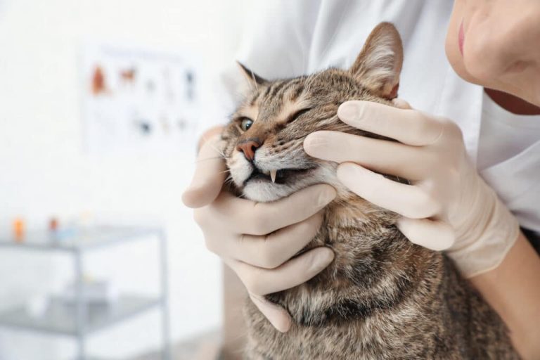 Pet Dental Insurance: Coverage And Cost Guide