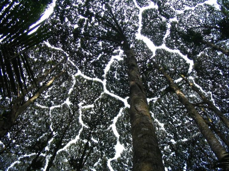 Ant Bridges Connect Shy Tropical Tree Crowns