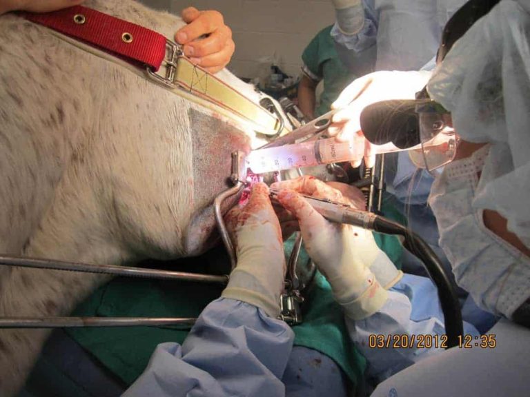 Narrow Diameter Repulsion Pins For Extraction Of Equine Cheek Teeth