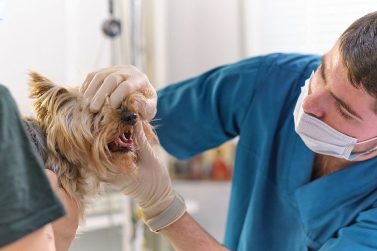 Possible revolution in periodontal disease treatment gel