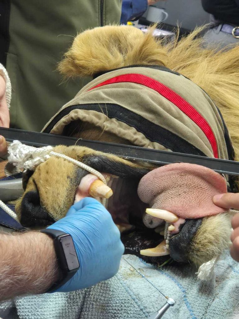 The hungry melena lion takes root channel channel surgery