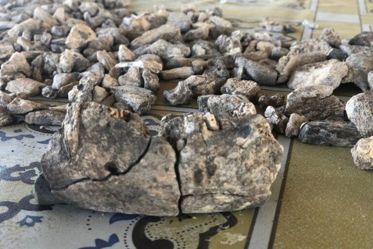 A 2.6 million year old jawbone reveals an extinct hominid from the Afar