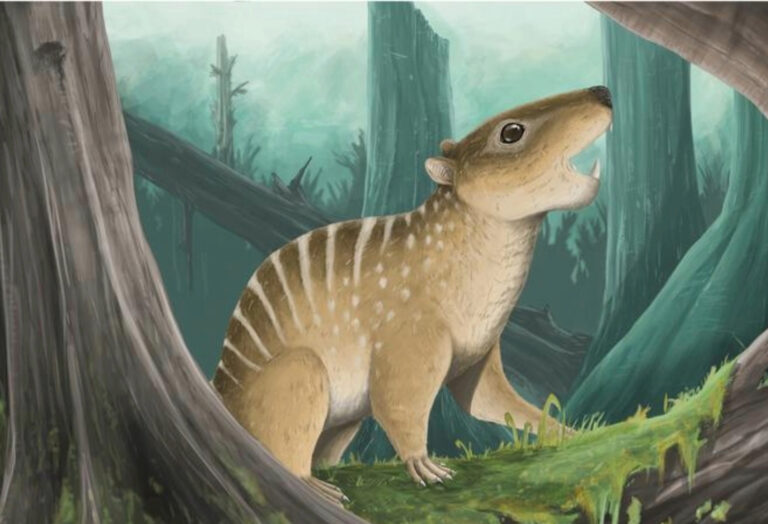 Small fossil, big discovery: Student uncovers lost mammal species
